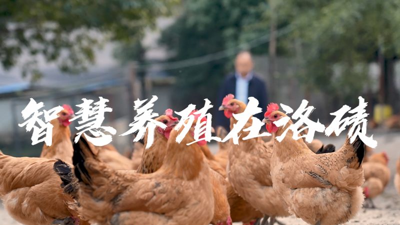 DMEM培养基：揭秘其成分与关键参数**