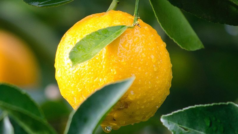 生物制品出口，报关清关，这些关键步骤你了解吗？**
